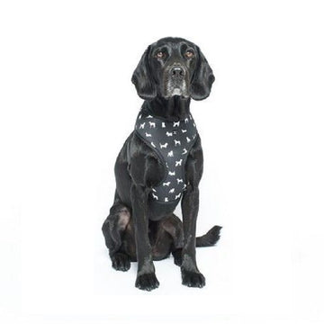 Petsleisure Pet Collars & Harnesses